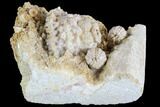 Crinoid (Cactocrinus) & Blastoid (Cryptoblastus) - Missouri #87312-1